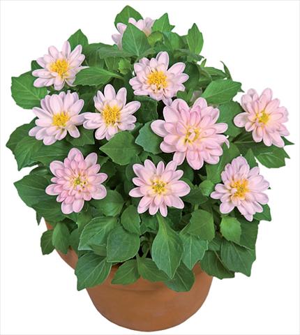 photo of flower to be used as: Pot and bedding Dahlia x hybrida Dahlini™ Light Pink White