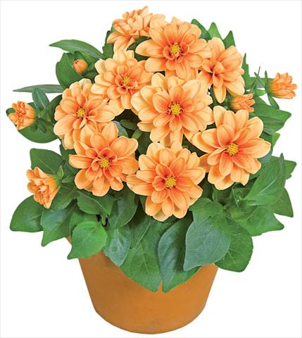 photo of flower to be used as: Pot and bedding Dahlia x hybrida Dahlini™ Orange