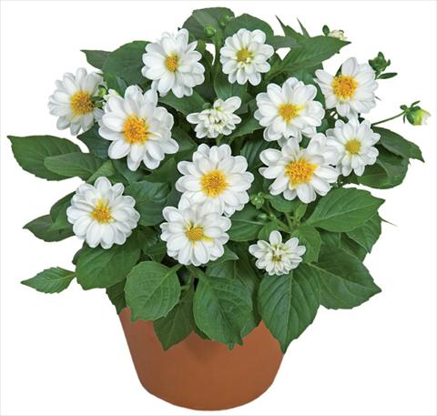 photo of flower to be used as: Pot and bedding Dahlia x hybrida Dahlini™ White