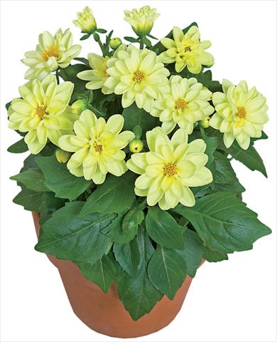 photo of flower to be used as: Pot and bedding Dahlia x hybrida Dahlini™ Yellow