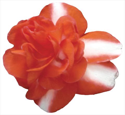 photo of flower to be used as: Pot and bedding Impatiens walleriana Shilouette Orange Star Improved