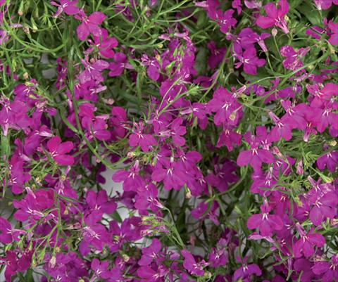 photo of flower to be used as: Pot, patio, basket Lobelia Laguna® Trailing Violet