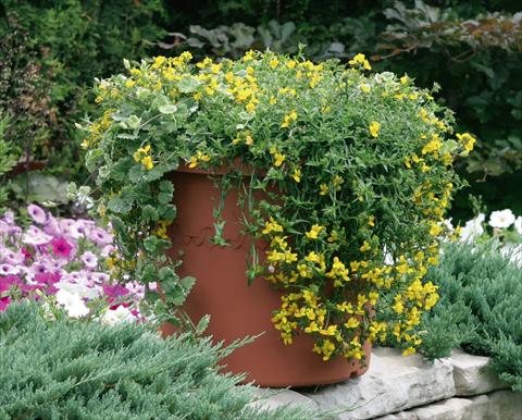 photo of flower to be used as: Pot, patio, basket Monopsis Monoco® Yellow Improved