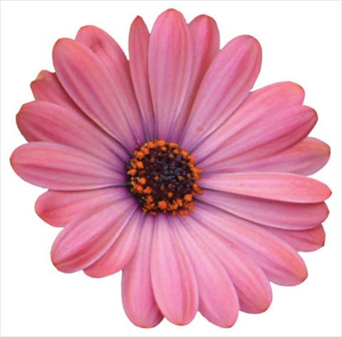 photo of flower to be used as: Pot and bedding Osteospermum Tradewinds® Terracotta Improved