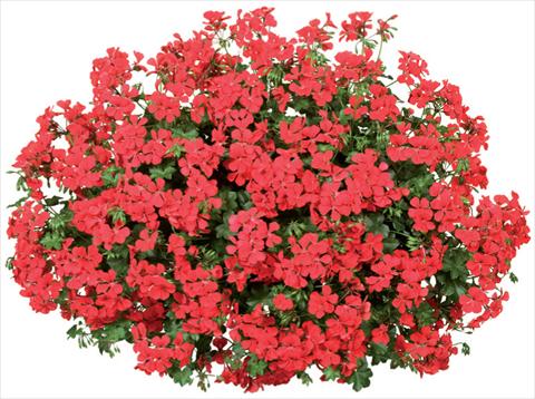 photo of flower to be used as: Pot, patio, basket Pelargonium peltatum Blizzard Fire Improved