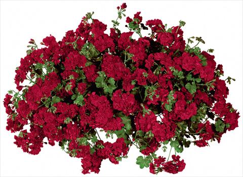 photo of flower to be used as: Pot, patio, basket Pelargonium peltatum Temprano Dark Red Improved