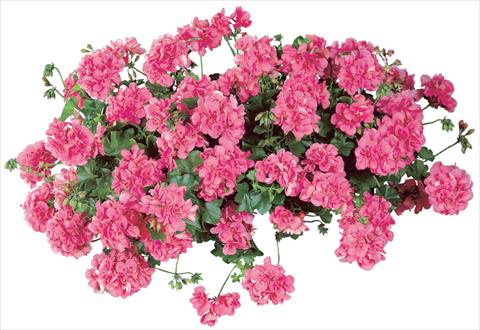 photo of flower to be used as: Pot, patio, basket Pelargonium peltatum Temprano Pink Improved