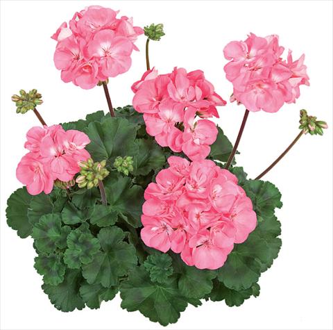 photo of flower to be used as: Patio, pot Pelargonium zonale Tango® Candy Rose