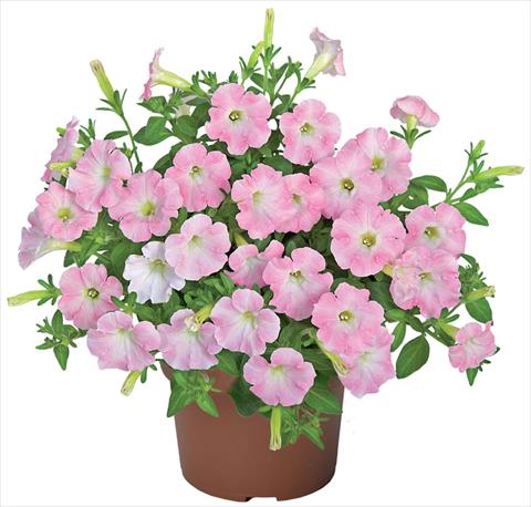 photo of flower to be used as: Pot, patio, basket Petunia x hybrida Sanguna® Mini Light Pink