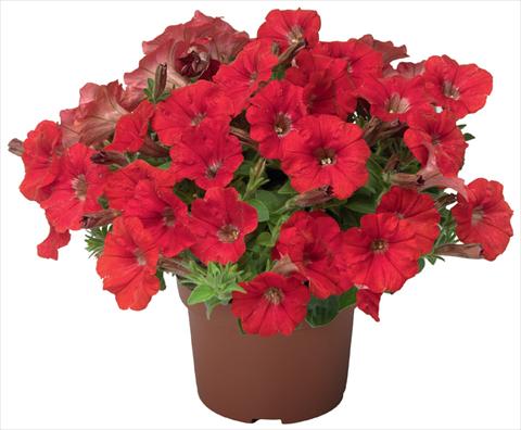 photo of flower to be used as: Pot, patio, basket Petunia x hybrida Sanguna® Mini Red