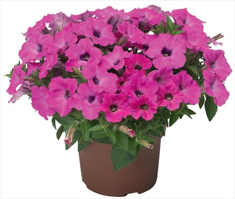 photo of flower to be used as: Pot, patio, basket Petunia x hybrida Sanguna® Mini Rose Dark Throat