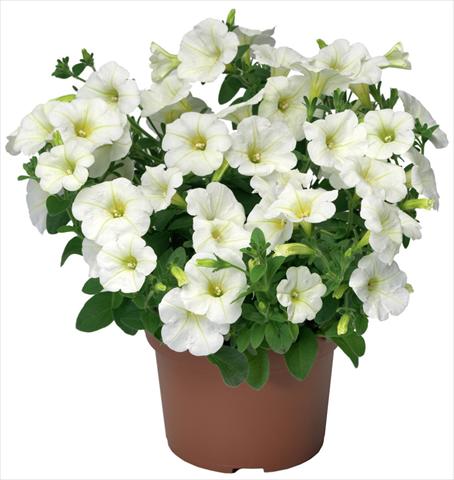 photo of flower to be used as: Pot, patio, basket Petunia x hybrida Sanguna® Mini White