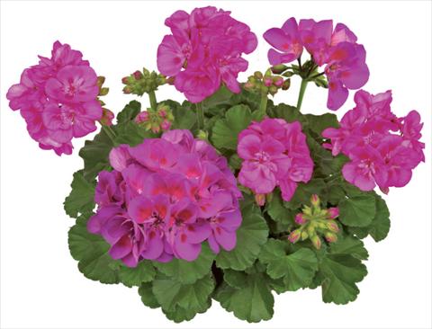 photo of flower to be used as: Pot, bedding, patio Pelargonium zonale Compact Line Deep Lavender