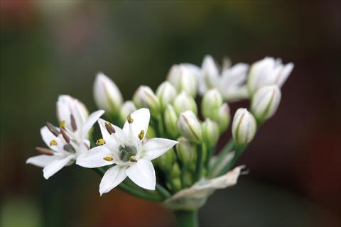 photo of flower to be used as: Pot and bedding Allium sibiricum Chive Gigantic