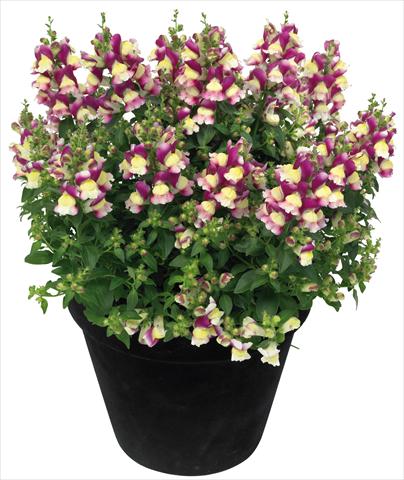 photo of flower to be used as: Pot and bedding Antirrhinum majus Florini® Diana Amour®