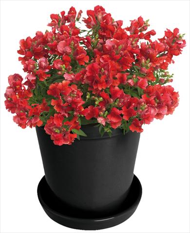 photo of flower to be used as: Pot and bedding Antirrhinum majus Florini® Diana Bright Red®