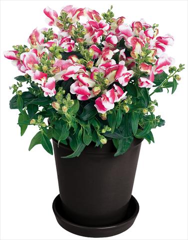 photo of flower to be used as: Pot and bedding Antirrhinum majus Florini® Diana Duo Pink®