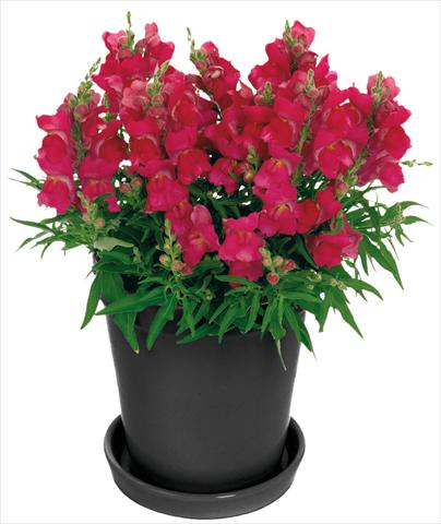 photo of flower to be used as: Pot and bedding Antirrhinum majus Florini® Diana Hot Pink®