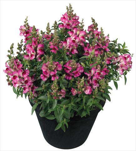 photo of flower to be used as: Pot and bedding Antirrhinum majus Florini® Diana Lilac®