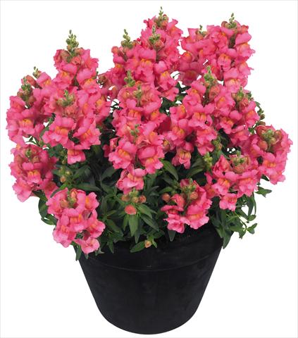 photo of flower to be used as: Pot and bedding Antirrhinum majus Florini® Diana Pink®