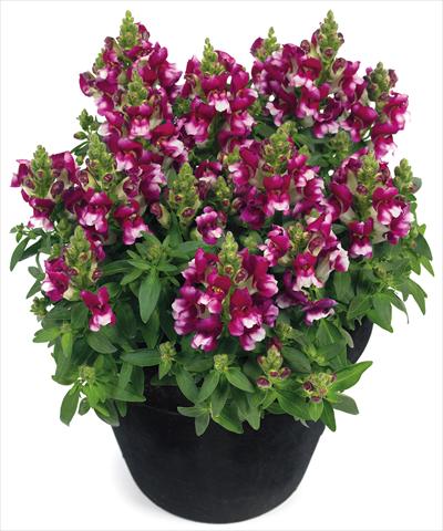 photo of flower to be used as: Pot and bedding Antirrhinum majus Florini® Diana Purple White®