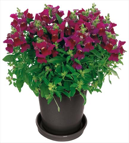 photo of flower to be used as: Pot and bedding Antirrhinum majus Florini® Diana Purple®