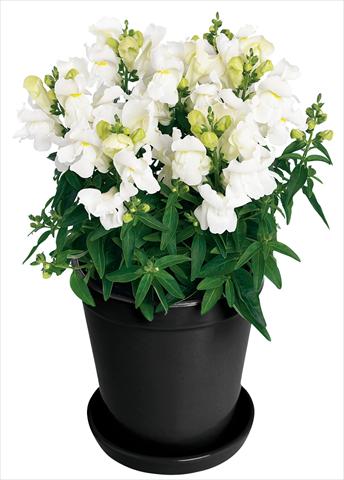 photo of flower to be used as: Pot and bedding Antirrhinum majus Florini® Diana White®