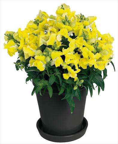 photo of flower to be used as: Pot and bedding Antirrhinum majus Florini® Diana Yellow®