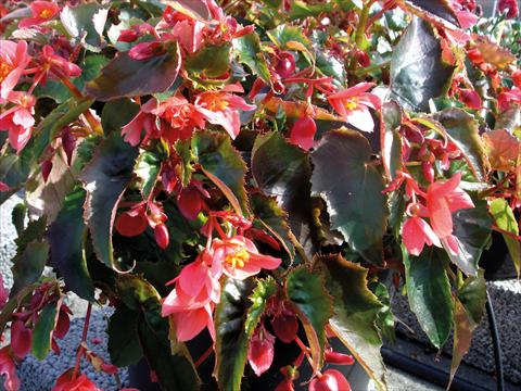 photo of flower to be used as: Pot, patio, basket Begonia pendula Miss May