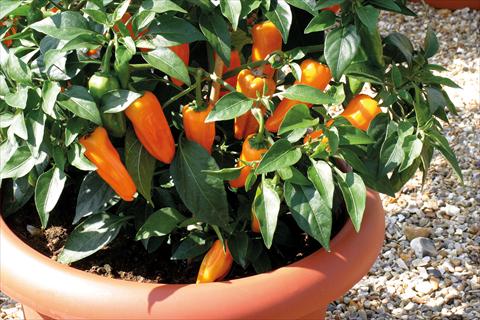 photo of flower to be used as: Pot, bedding, patio Capsicum frutescens Cheyenne