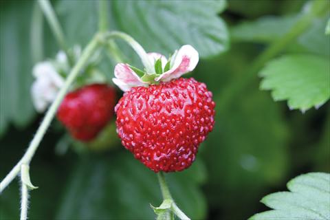 photo of flower to be used as: Pot, bedding, patio Fragaria Strawberry Mignonette