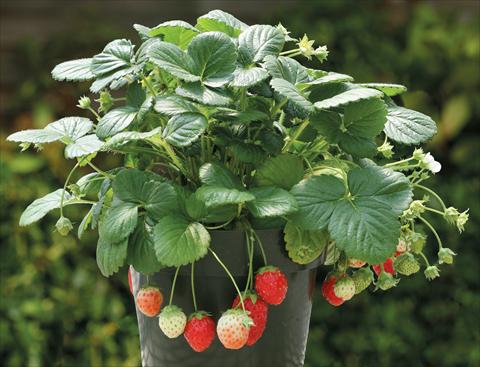 photo of flower to be used as: Pot, bedding, patio Fragaria Strawberry Temptation