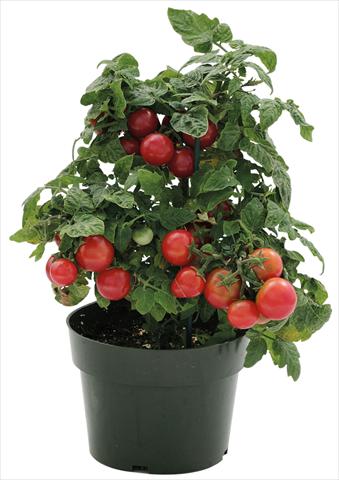 photo of flower to be used as: Pot, bedding, patio Solanum lycopersicum (pomodoro) Sweet Neat Cherry Red