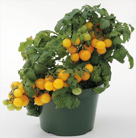 photo of flower to be used as: Pot, bedding, patio Solanum lycopersicum (pomodoro) Sweet Neat Yellow
