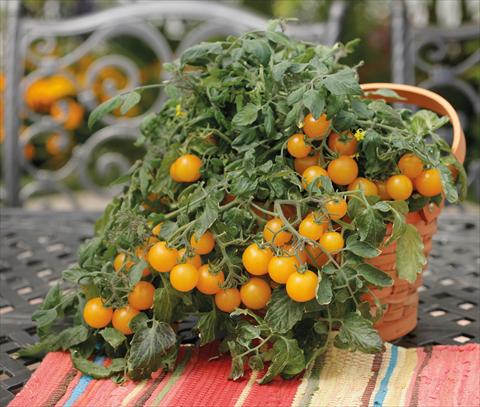 photo of flower to be used as: Pot, bedding, patio Solanum lycopersicum (pomodoro) Tumbling Junior Yellow