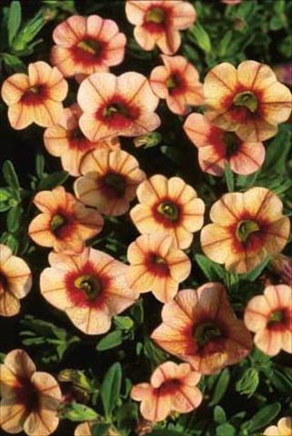 photo of flower to be used as: Pot, patio, basket Calibrachoa MiniFamous® Apricot Eye evol.