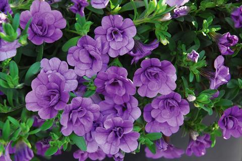 photo of flower to be used as: Pot, patio, basket Calibrachoa MiniFamous® Double Amethyst