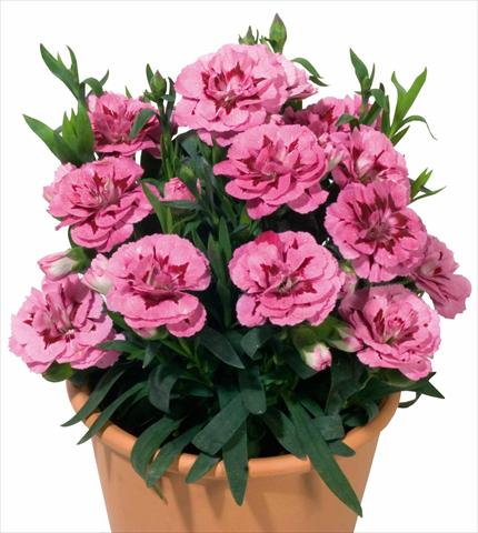 photo of flower to be used as: Pot and bedding Dianthus caryophyllus Oscar™ Pink and Purple