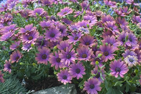 photo of flower to be used as: Pot and bedding Osteospermum FlowerPower® Copper Amethyst