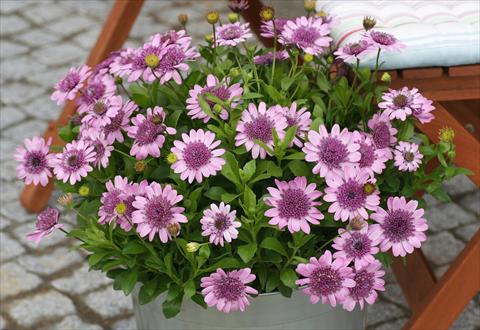 photo of flower to be used as: Pot and bedding Osteospermum FlowerPower® Double Pink