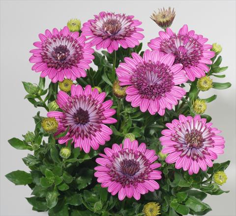 photo of flower to be used as: Pot and bedding Osteospermum FlowerPower® Double Purple