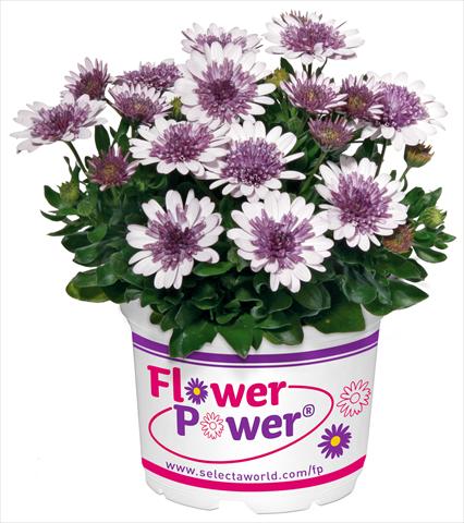 photo of flower to be used as: Pot and bedding Osteospermum FlowerPower® Double White