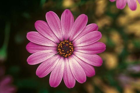 photo of flower to be used as: Pot and bedding Osteospermum FlowerPower® Lavender Pink