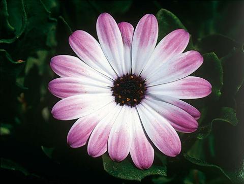 photo of flower to be used as: Pot and bedding Osteospermum FlowerPower® Pink & Eye