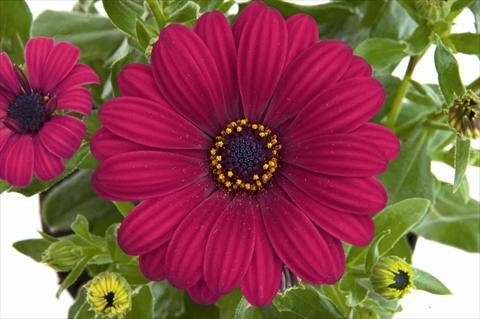 photo of flower to be used as: Pot and bedding Osteospermum FlowerPower® Purple Red