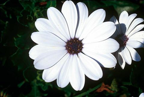 photo of flower to be used as: Pot and bedding Osteospermum FlowerPower® White