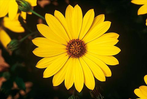 photo of flower to be used as: Pot and bedding Osteospermum FlowerPower® Yellow