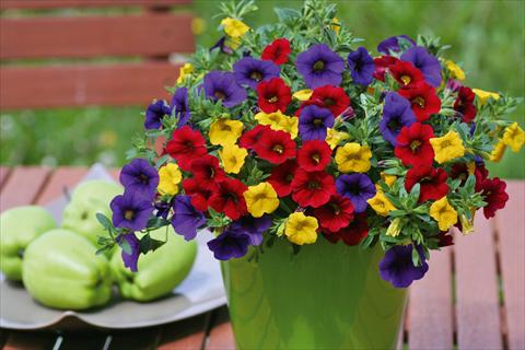 photo of flower to be used as: Pot, patio, basket 3 Combo Trixi® Bolero