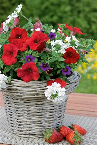 photo of flower to be used as: Pot, patio, basket 3 Combo Trixi® Liberty Bell