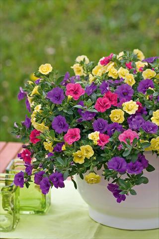 photo of flower to be used as: Pot, patio, basket 3 Combo Trixi® Petticoat